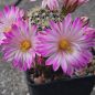 Preview: Mammillaria napina